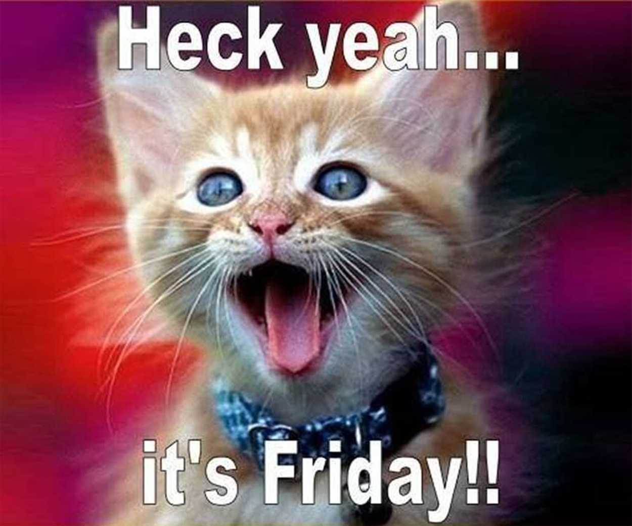Happy Friday Cat Meme - IdleMeme