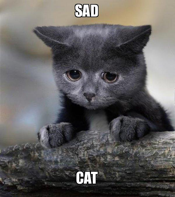 Sad Cat Meme - IdleMeme