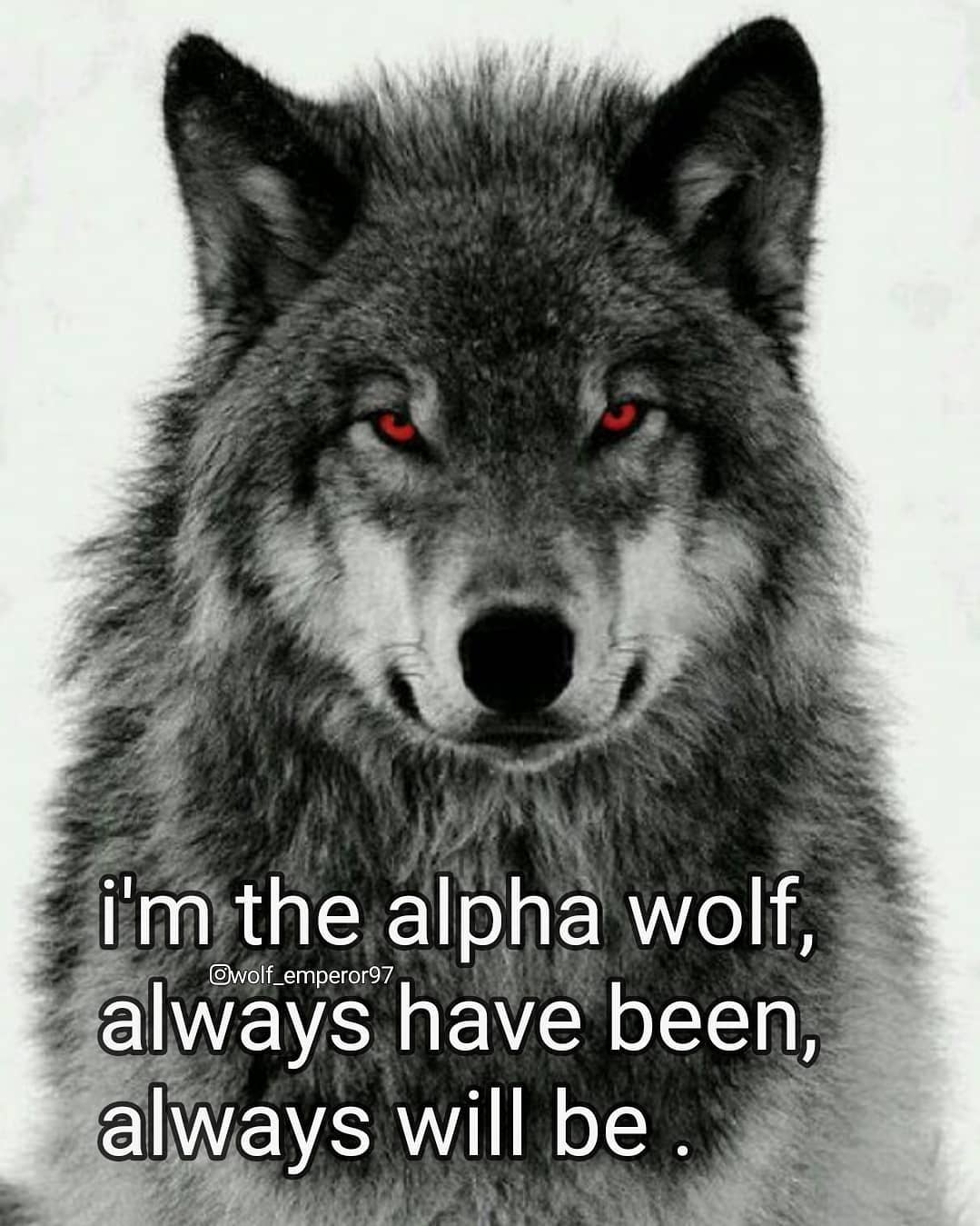 Alpha Wolf Meme Idlememe 